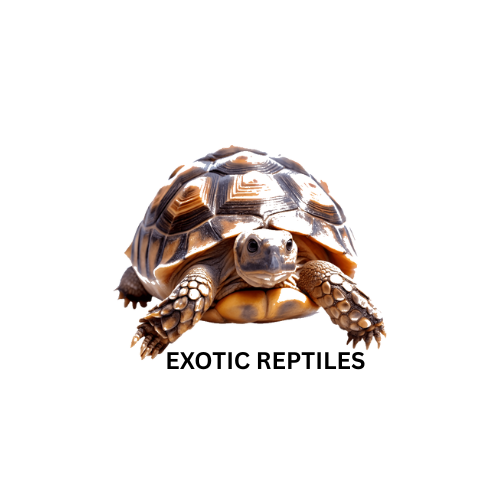 exoticreptiless.com