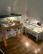 Bearded Dragon Gallon for Sale - Image 2