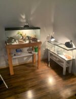 Bearded Dragon Gallon for Sale - Image 3