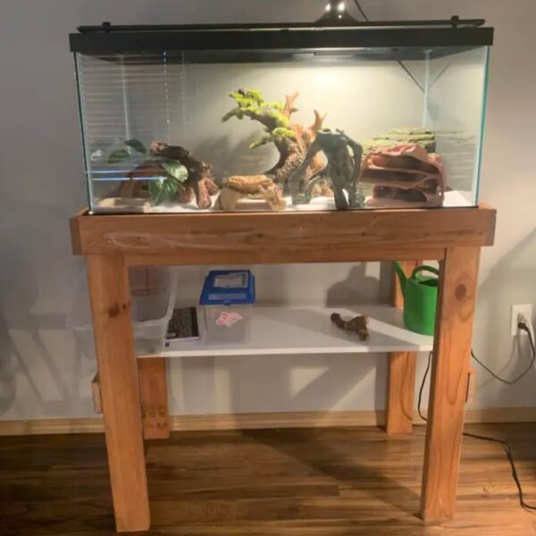 Bearded Dragon Gallon for Sale