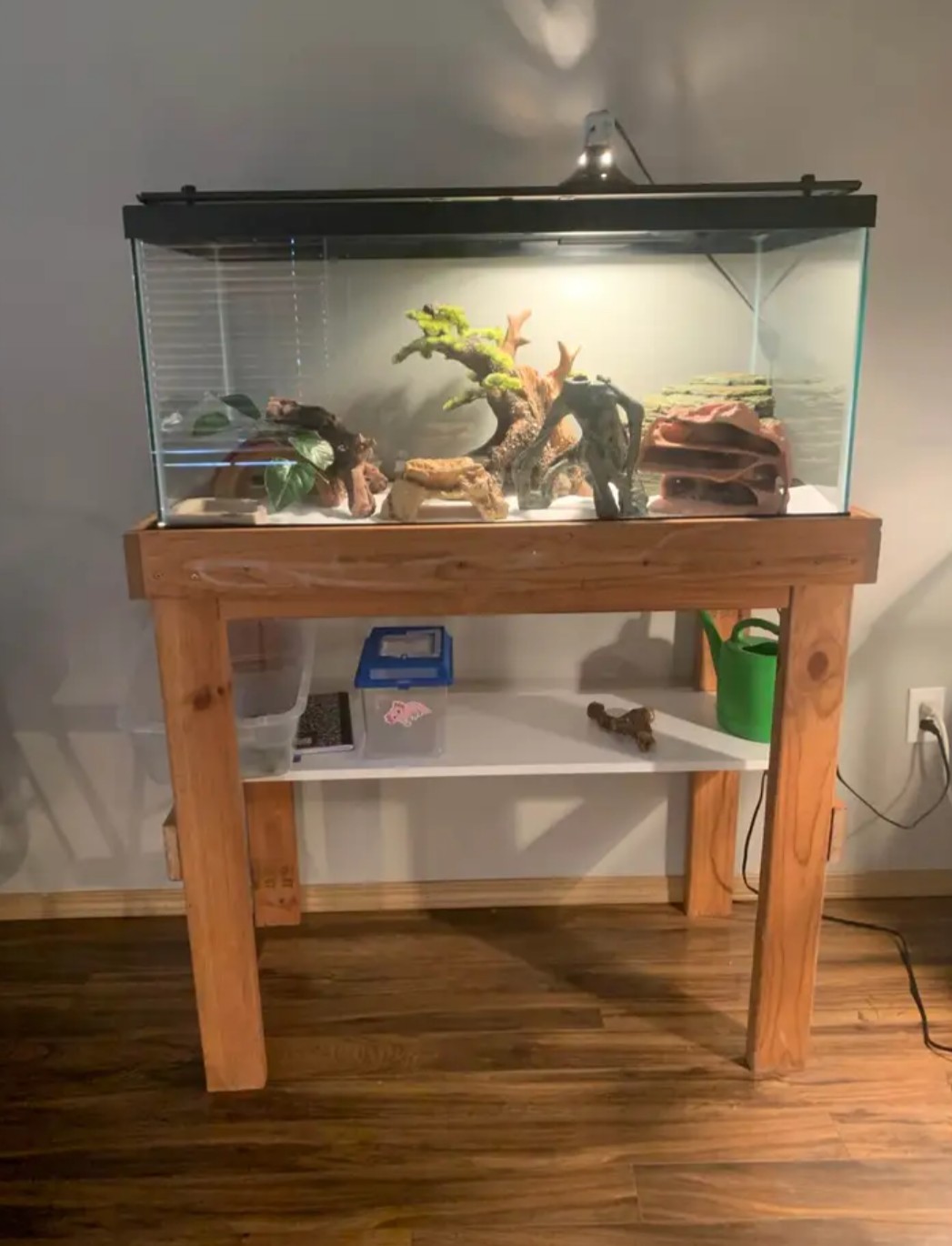 Bearded Dragon Gallon for Sale