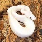 Blue Eyed Leucistic Ball Python For Sale - Image 2