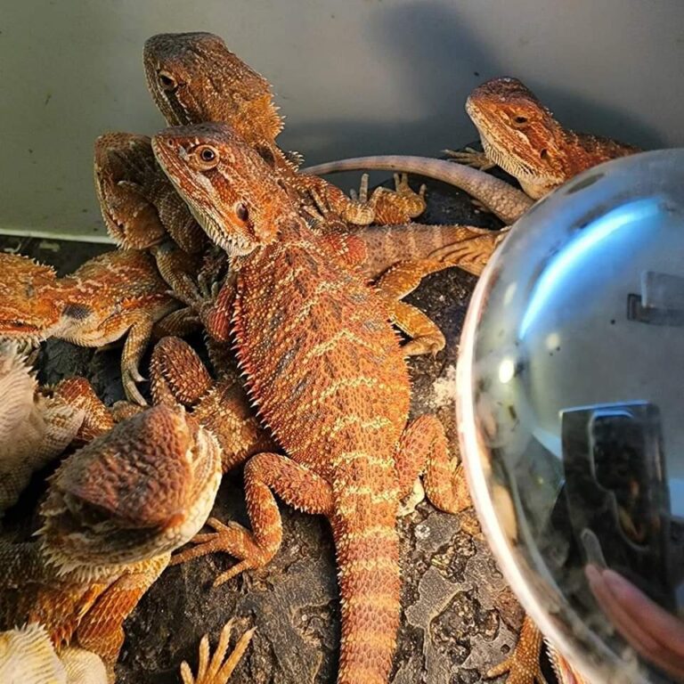 Hypo-Trans Bearded Dragon for Sale