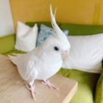 Beautiful Albino Cockatiel Bird for Sale - Image 2
