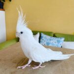 cockatiel bird for sale