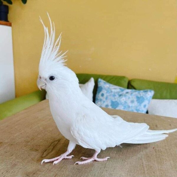 cockatiel bird for sale