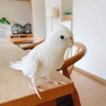 Beautiful Albino Cockatiel Bird for Sale - Image 4