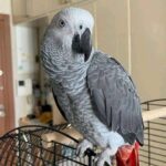 African Grey Parrot for Sale