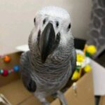 African Grey Parrot for Sale - Image 2