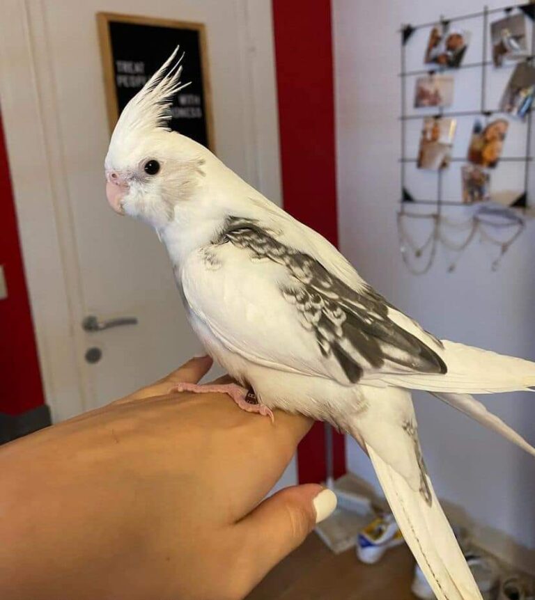 cockatiel bird for sale