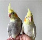 cockatiel birds for sale