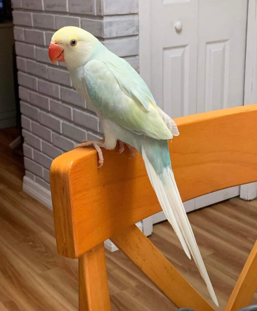 indian ringneck parrot for sale
