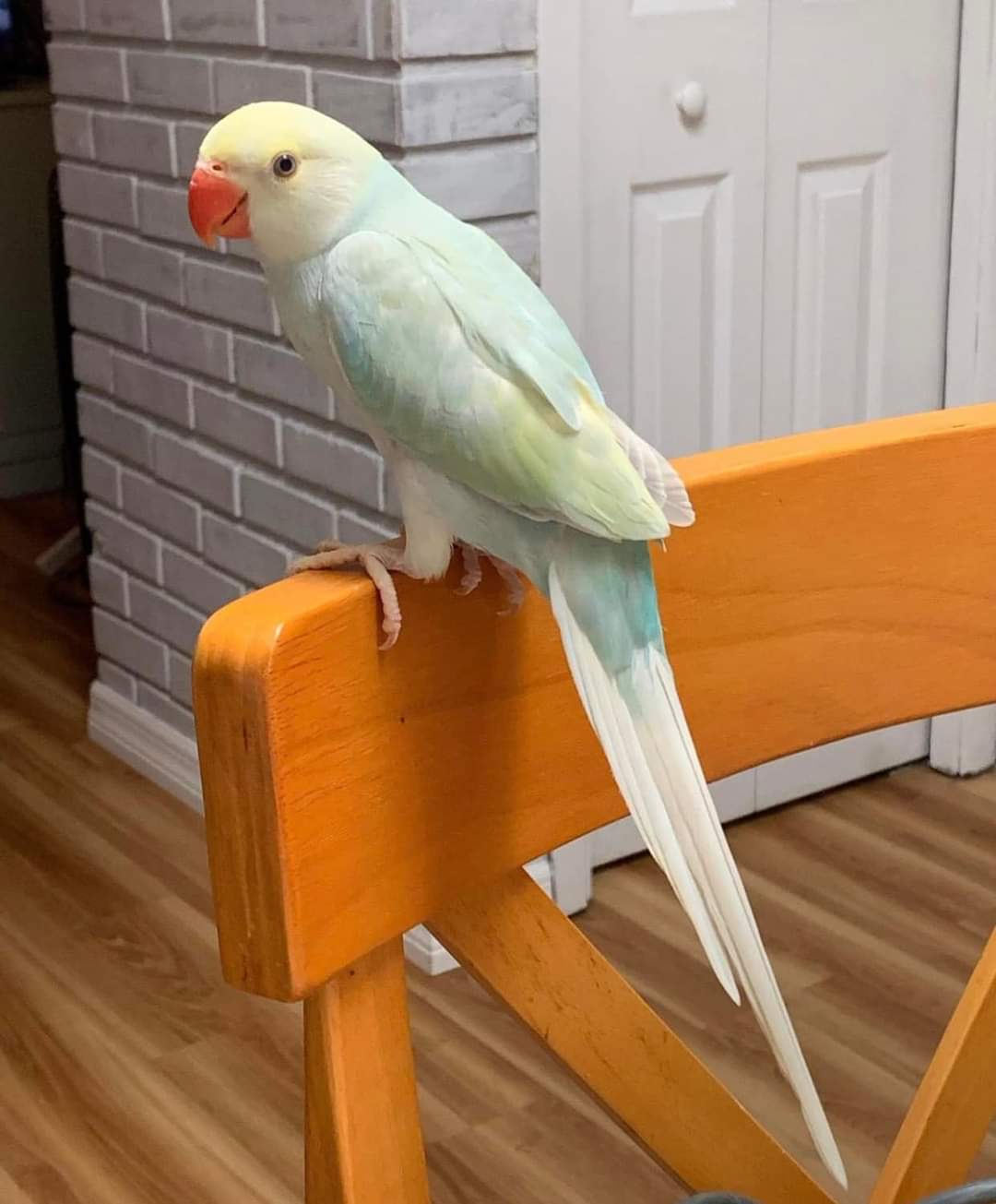 indian ringneck parrot for sale indian ringneck parrot for sale