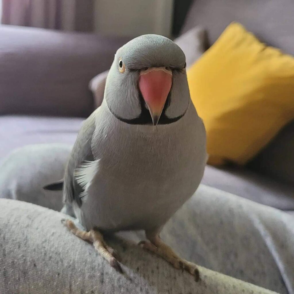 indian ring neck parrot for sale