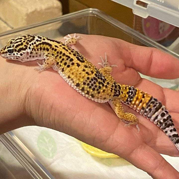 buy leopard gecko online