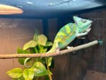 veiled chameleon for sale