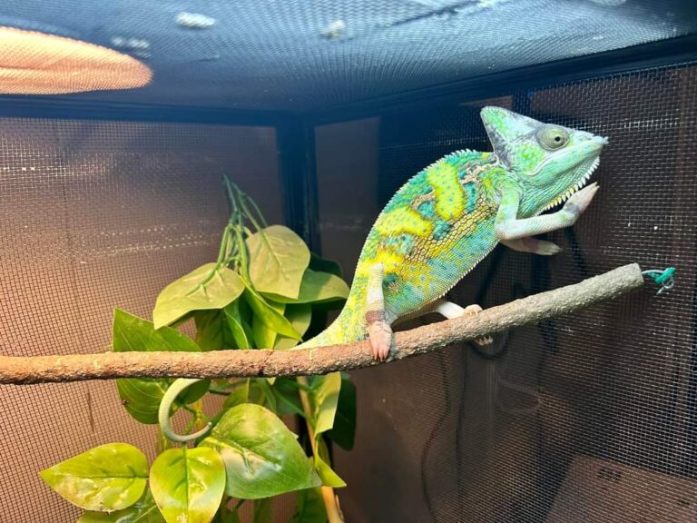 veiled chameleon for sale