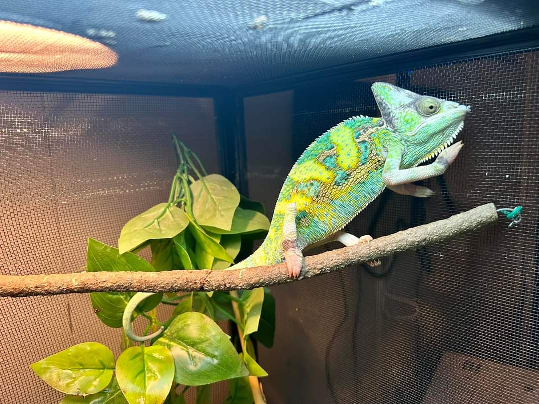 veiled chameleon for sale
