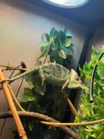 Veiled Chameleon for Sale - Image 2