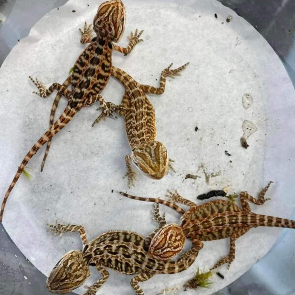 Baby Bearded Dragons for sale