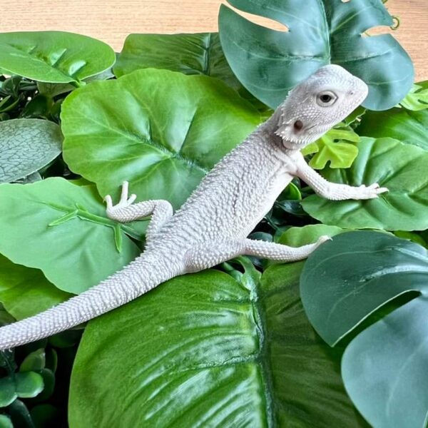 Zero Bearded Dragon For Sale