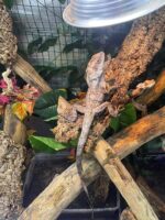 Frilled Bearded Dragon For Sale - Image 2