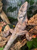 Frilled Bearded Dragon For Sale