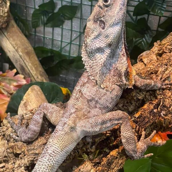 Frilled Bearded Dragon For Sale