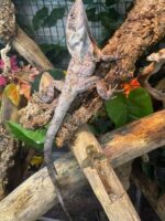 Frilled Bearded Dragon For Sale - Image 3