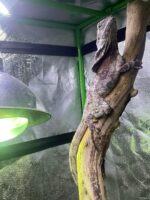 Frilled Bearded Dragon For Sale - Image 4