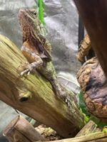 Frilled Bearded Dragon For Sale - Image 5