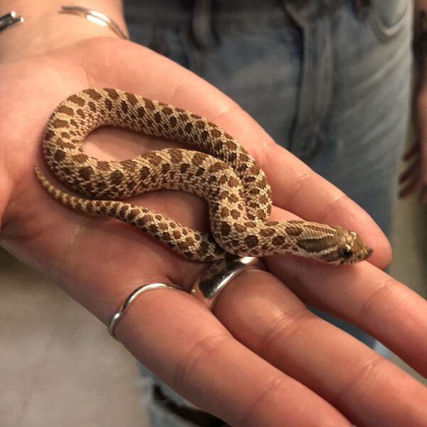 Western Hognose Snake For Sale