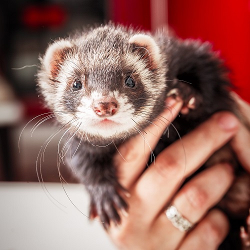 buy ferret online