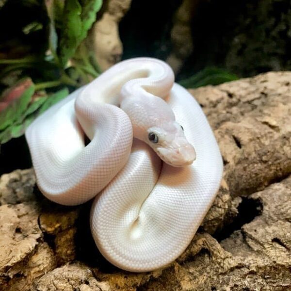 blue eyed leucistic ball python for sale