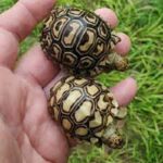 Leopard Tortoise For Sale - Image 2