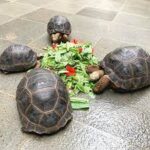 Aldabra Tortoise For Sale - Image 2