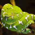Emerald Tree Boa For Sale - Image 2