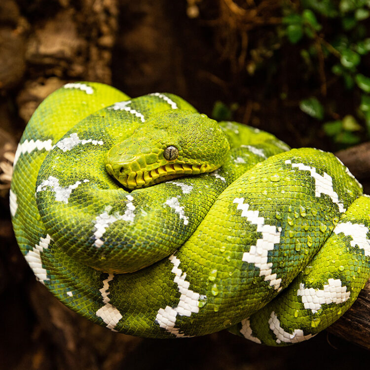 emerald tree boa for sale