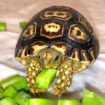 leopard tortoise for sale