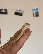 Baby Bearded Dragons for sale - Image 3